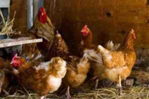 家禽分类：鸡的等级、品种、品种和品系