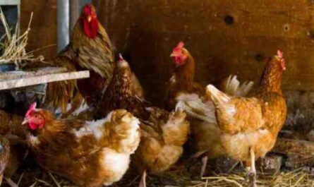 家禽分类：鸡的等级、品种、品种和品系