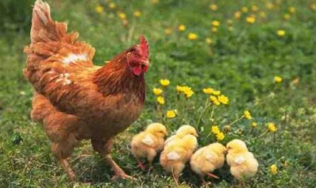 家禽品种：不同的养殖鸡品种