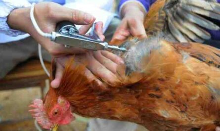 家禽疫苗：不同类型的家禽疫苗