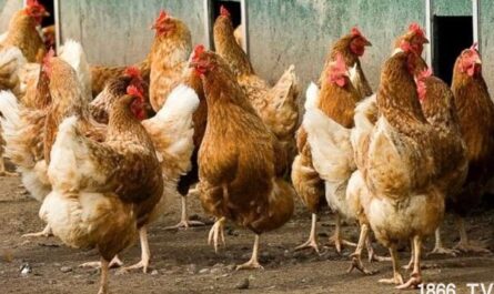 家禽疾病：不同类型的疾病影响家禽生产