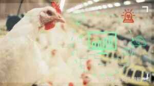 家禽营养：实现家禽产量最大化的基本营养素