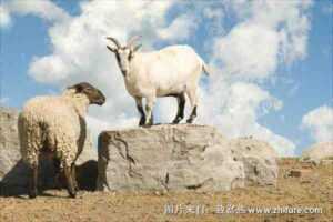 山羊与绵羊的特征：山羊和绵羊的外观和行为