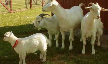 山羊养殖基础：为初学者开始山羊养殖的基础知识