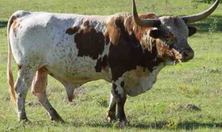 德克萨斯长角牛：特征、用途和全品种信息