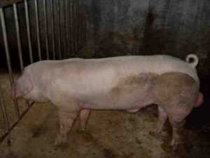 意大利长白猪：特征和品种信息