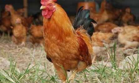 新罕布什尔州养鸡业：初学者的创业计划