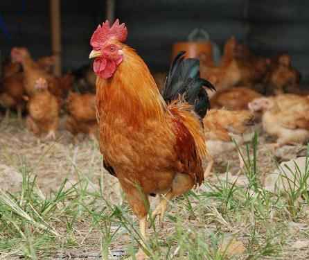 新罕布什尔州养鸡业：初学者的创业计划