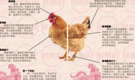 新罕布什尔鸡：特征、气质和全品种信息