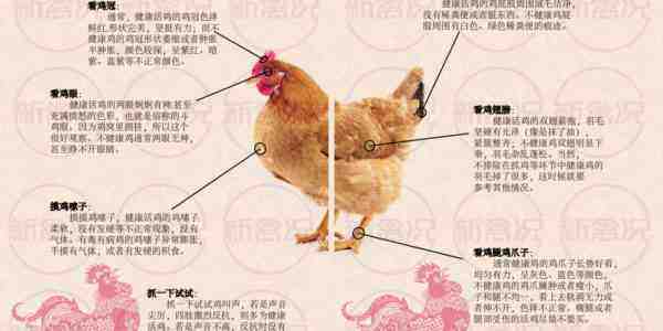 新罕布什尔鸡：特征、气质和全品种信息