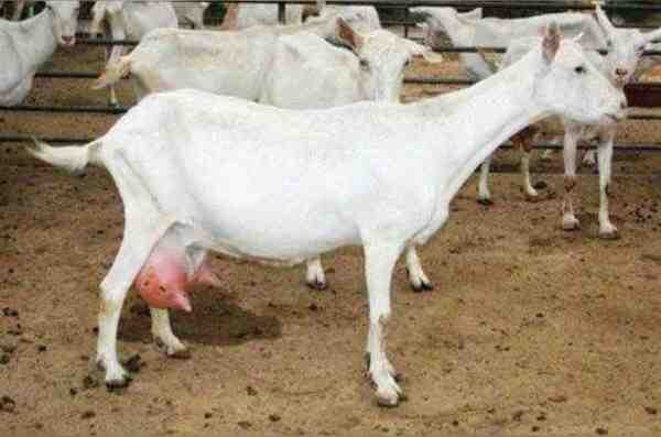 最适合干旱气候的奶山羊：干旱气候下的奶山羊养殖