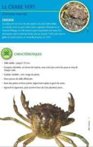 欧洲青蟹：特征、饮食、繁殖和用途