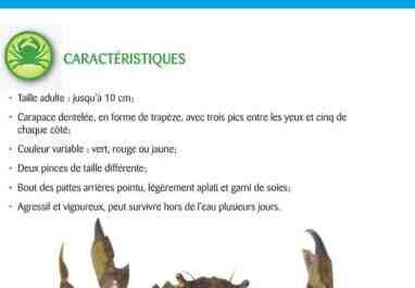 欧洲青蟹：特征、饮食、繁殖和用途