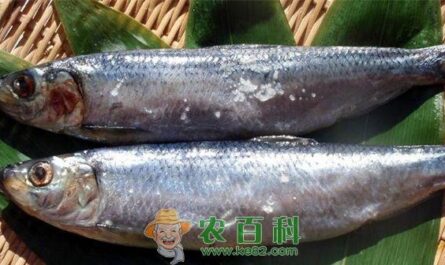 欧洲鲱鱼：特征、饮食、繁殖和用途