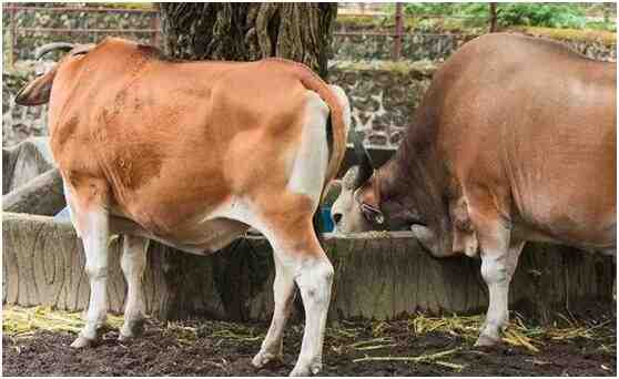 比利时红牛：特征和品种信息