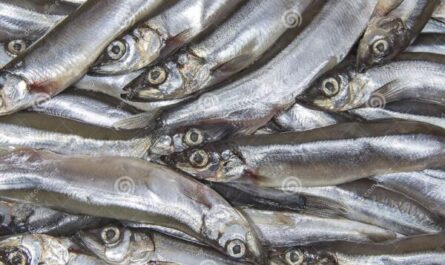 毛鳞鱼：特征、饮食、繁殖和用途