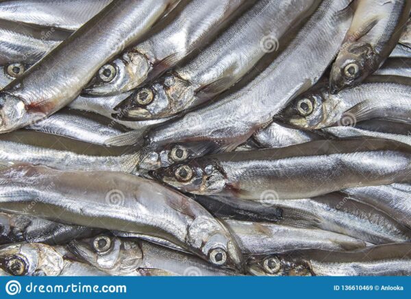 毛鳞鱼：特征、饮食、繁殖和用途