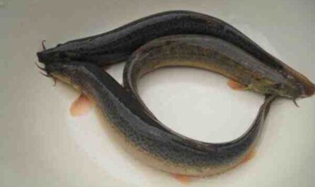 池塘泥鳅鱼：特征、饮食、繁殖和用途