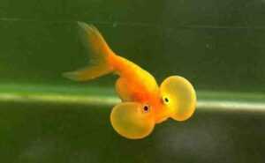 泡泡眼金鱼：特征、饮食、繁殖和用途