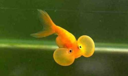 泡泡眼金鱼：特征、饮食、繁殖和用途