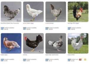 波兰鸡：特征、气质和全品种信息