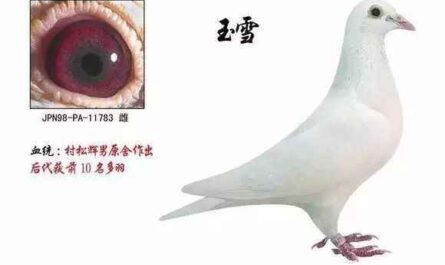 波西米亚仙燕鸽：特征和品种信息