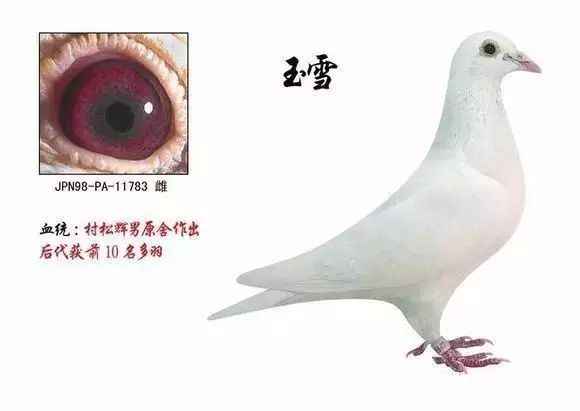 波西米亚仙燕鸽：特征和品种信息