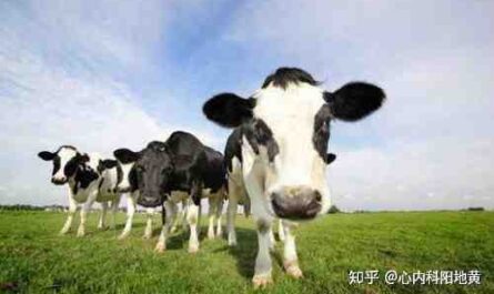 清洁奶牛：如何清洁奶牛（初学者指南）