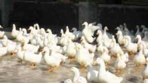 澳大利亚斑点鸭养殖：初学者的创业计划