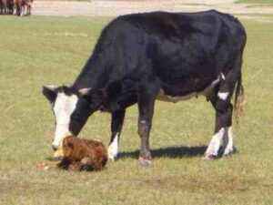 照顾小牛：如何照顾小牛