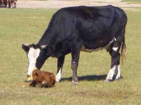 照顾小牛：如何照顾小牛