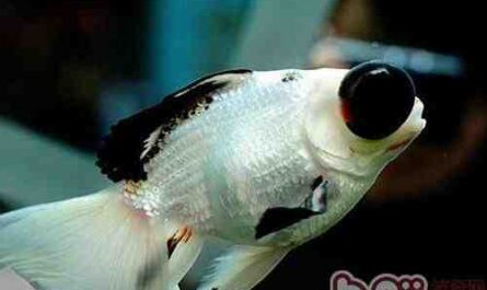 熊猫望远镜金鱼：特征、饮食和用途