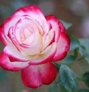 玫瑰种植：初学者的商业玫瑰种植