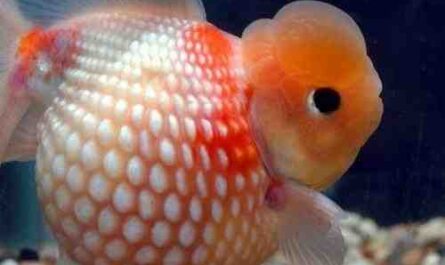 珍珠鳞金鱼：特征、饮食、繁殖和用途
