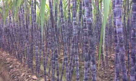 甘蔗种植：初学者的甘蔗种植业务