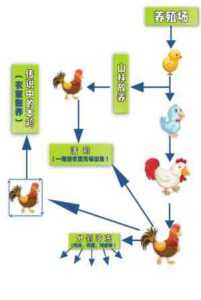生长鸡：什么是生长鸡以及如何饲养它们