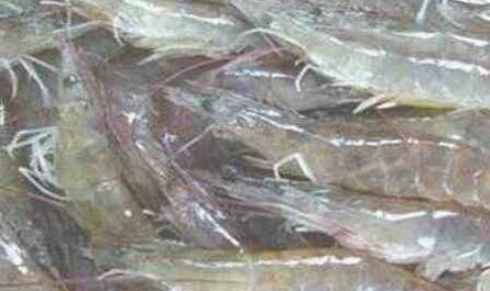 白腿虾：特征、饲养和繁殖