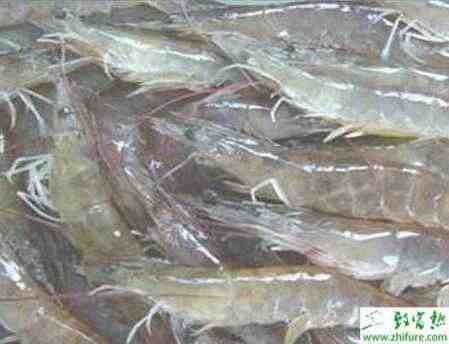 白腿虾：特征、饲养和繁殖