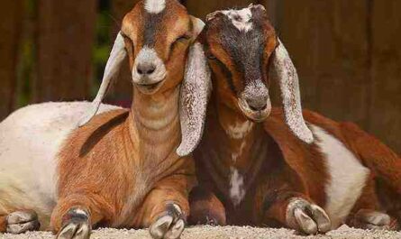 盎格鲁努比亚山羊：特征、饲养、繁殖和照料