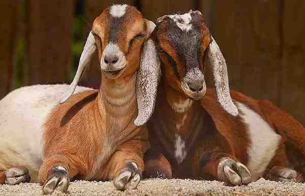 盎格鲁努比亚山羊：特征、饲养、繁殖和照料