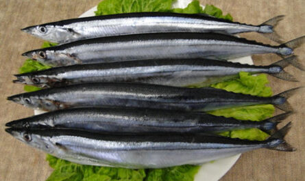 秋刀鱼：特征、饮食、繁殖和用途