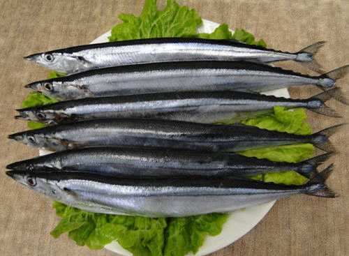 秋刀鱼：特征、饮食、繁殖和用途