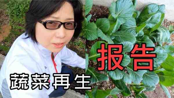 种植小松菜：如何在家庭花园中种植小松菜