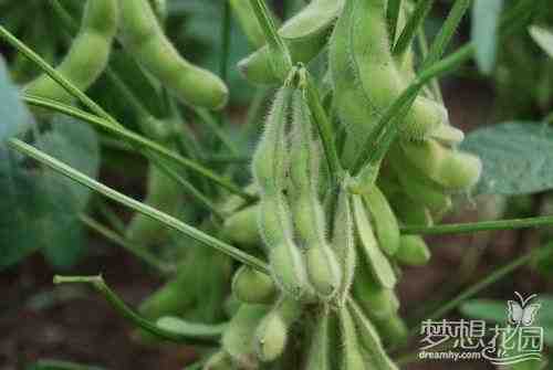 种植毛豆：家庭花园中的有机毛豆种植