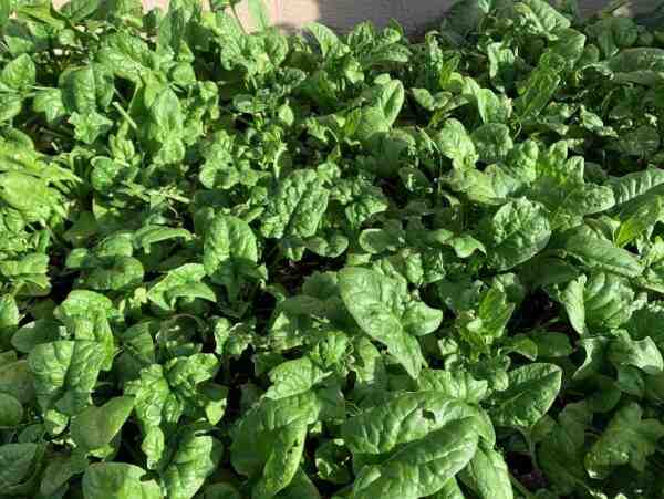 种植水菠菜：如何在家庭花园种植康康