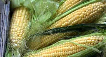 种植甜玉米：家庭花园中的有机甜玉米种植
