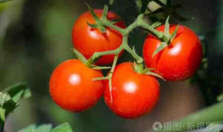 种植番茄：家庭花园中的有机番茄种植