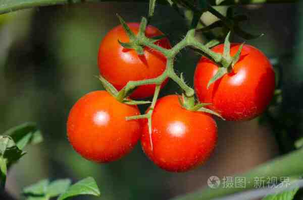 种植番茄：家庭花园中的有机番茄种植