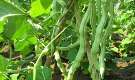 种植芸豆：初学者的 Rajma 农业业务