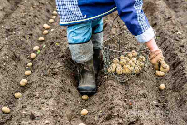种植马铃薯：家庭花园中的有机马铃薯种植